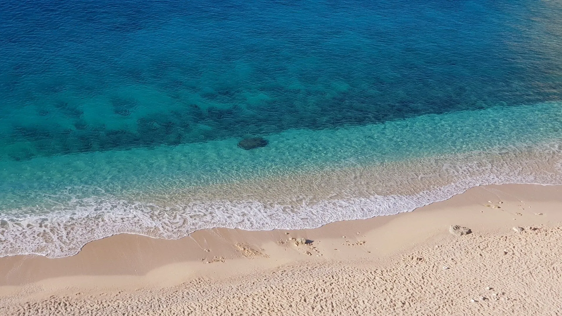 Fleurs alpines et montagnes enneigées au printemps - Europe