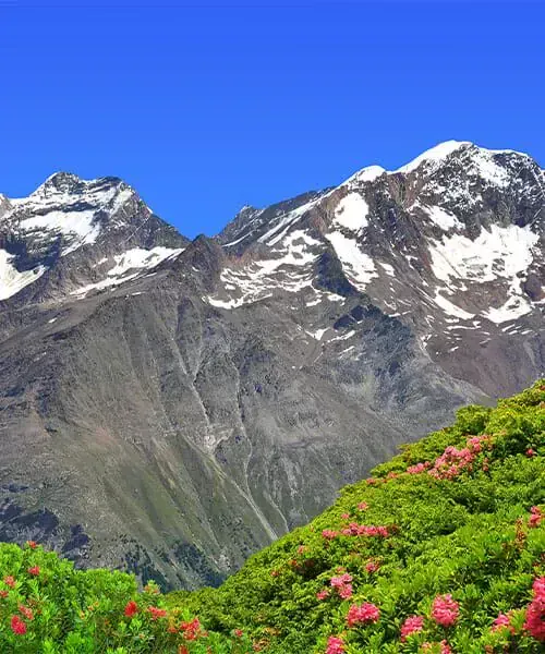 Sommets alpins Weissmies, Lagginhorn et Fletschhorn avec rhododendrons - Valais - Suisse