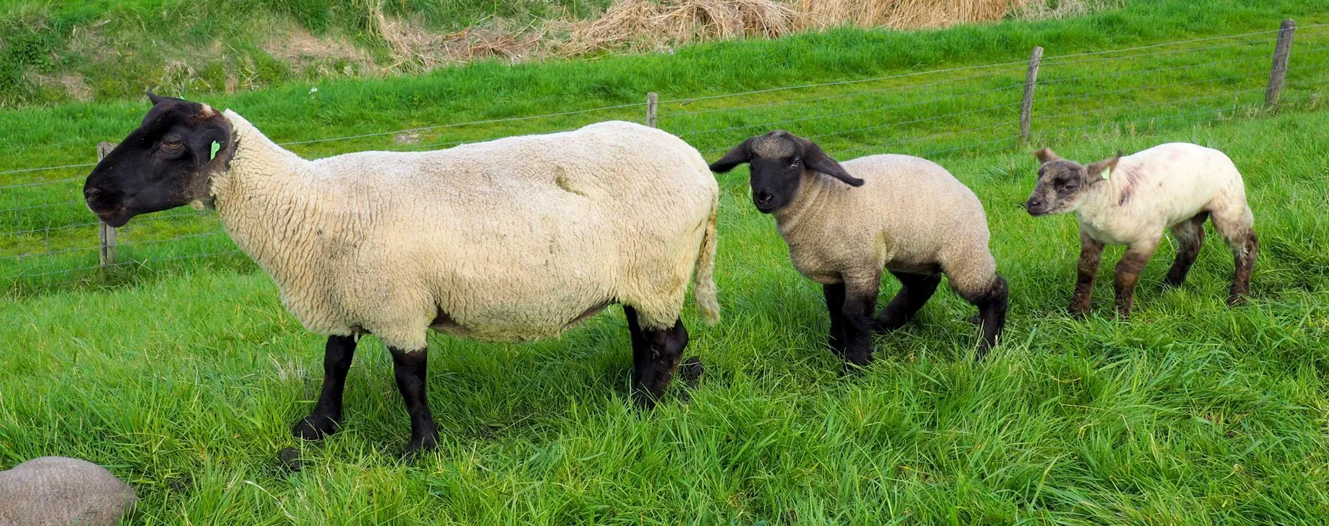 Amsterdam Bruges - Pays-Bas