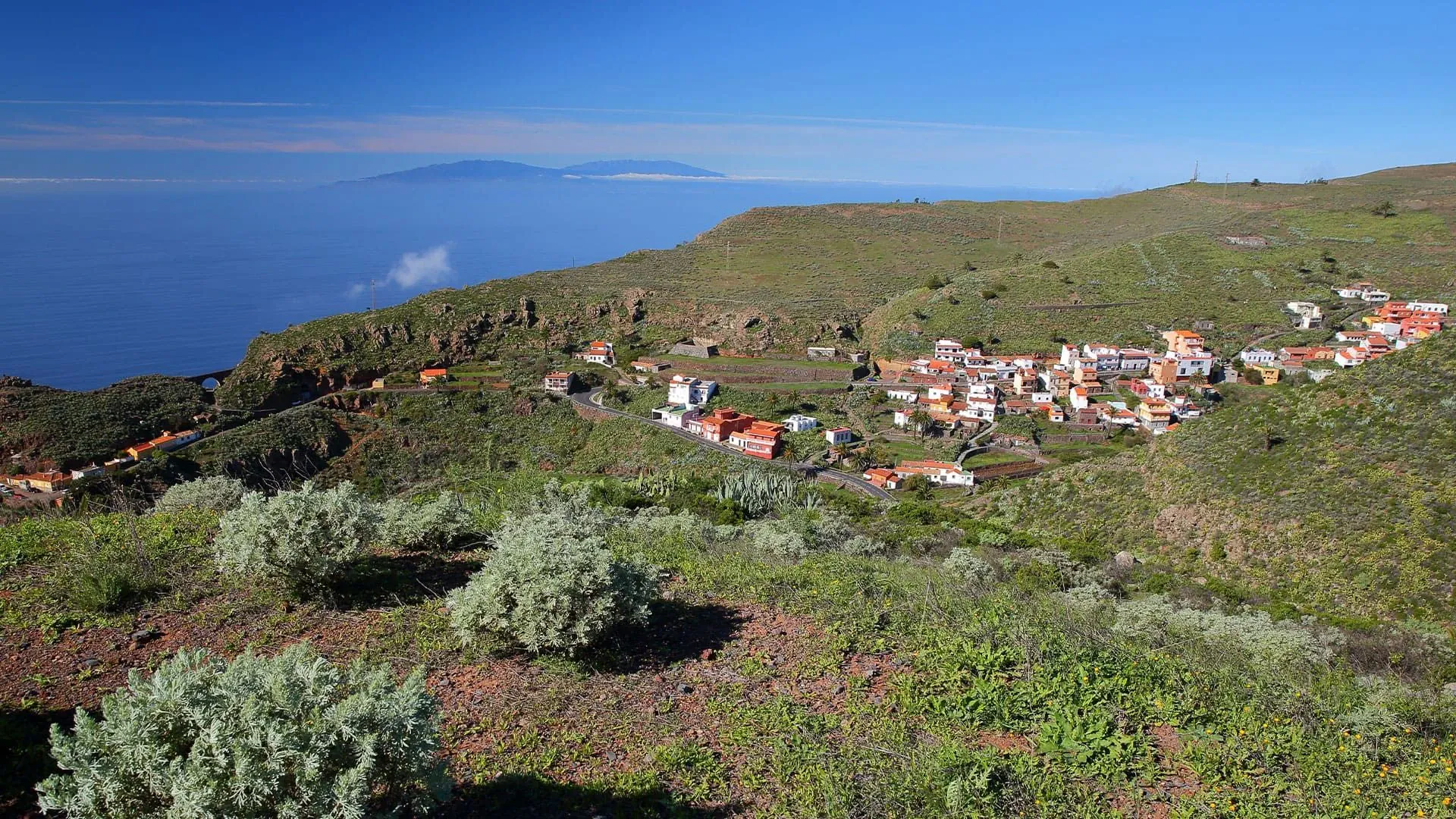 Arums autour du Piton de l'Eau - Plaine des Palmistes - La Réunion