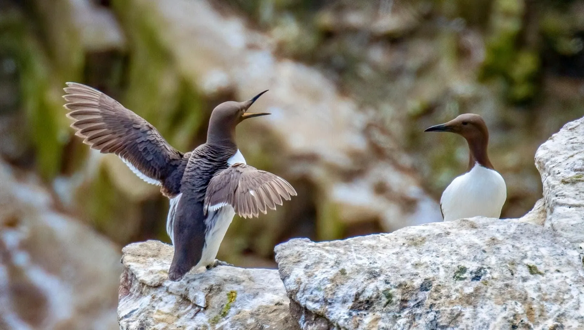 Baie de Bénodet - Bretagne - France
