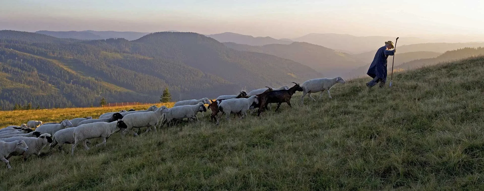 Berger Feldberg Foret Noire - Allemagne
