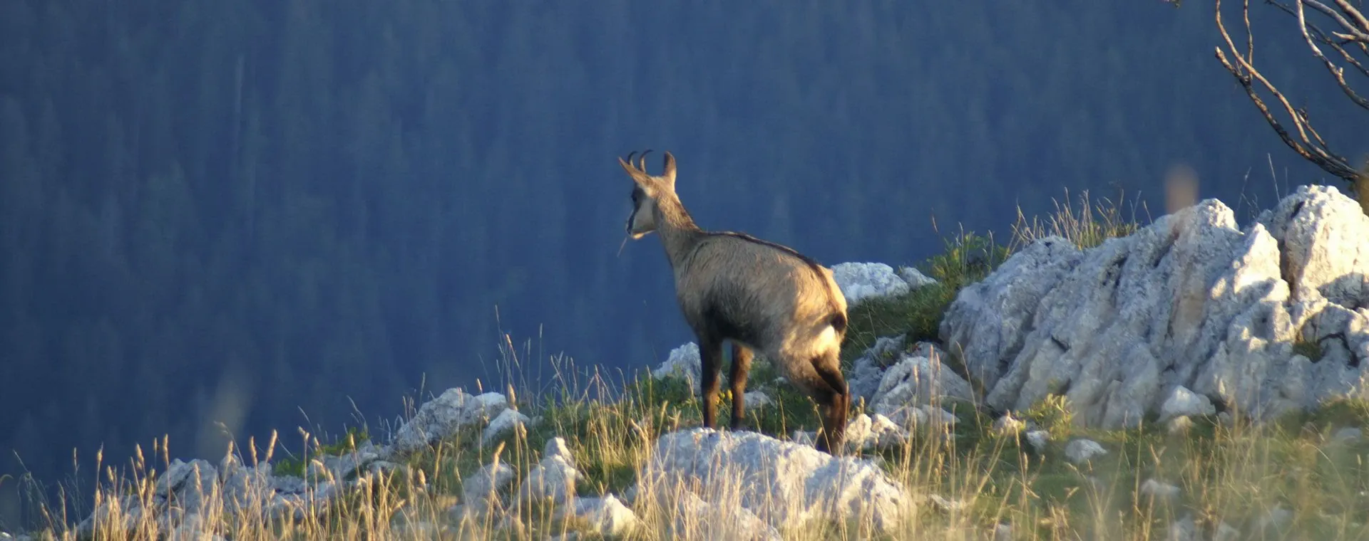 Biche Chartreuse - Chartreuse - France
