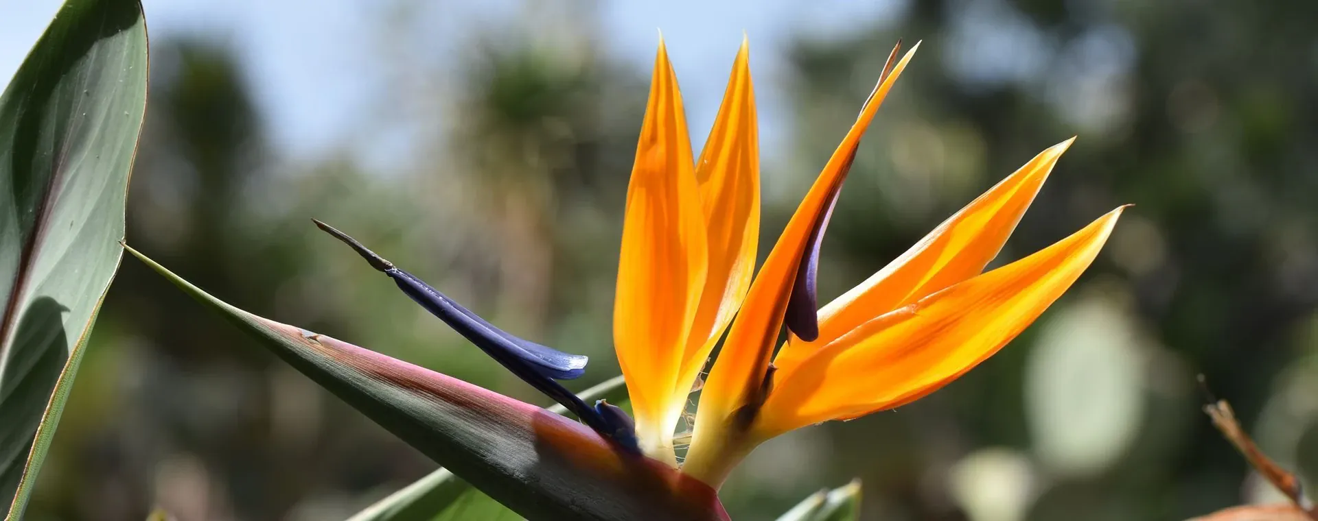Oiseau Paradis Ile Madere - Madère - Portugal