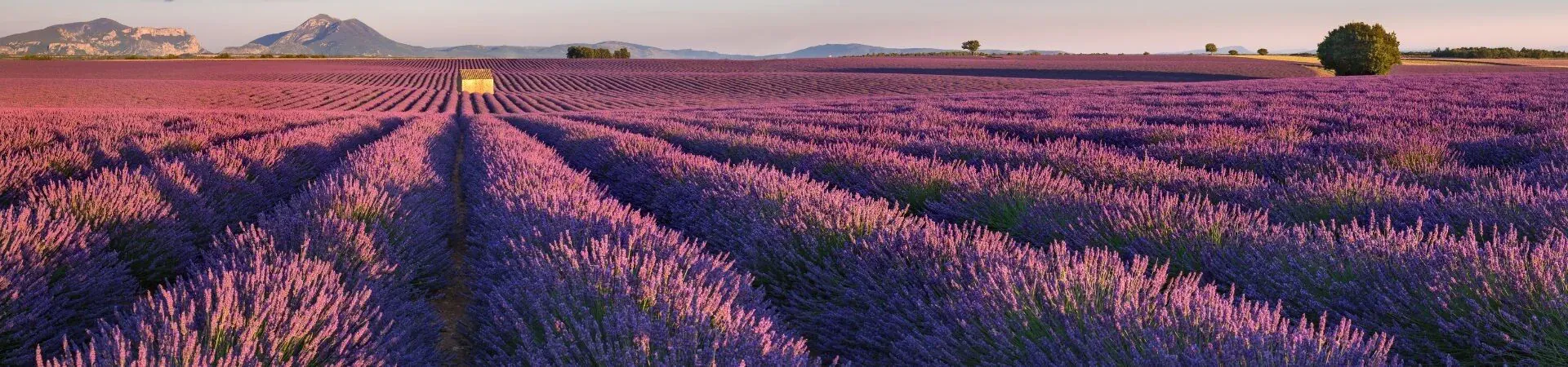 Champs de lavande en fleurs - Plateau de Valensole - Provence