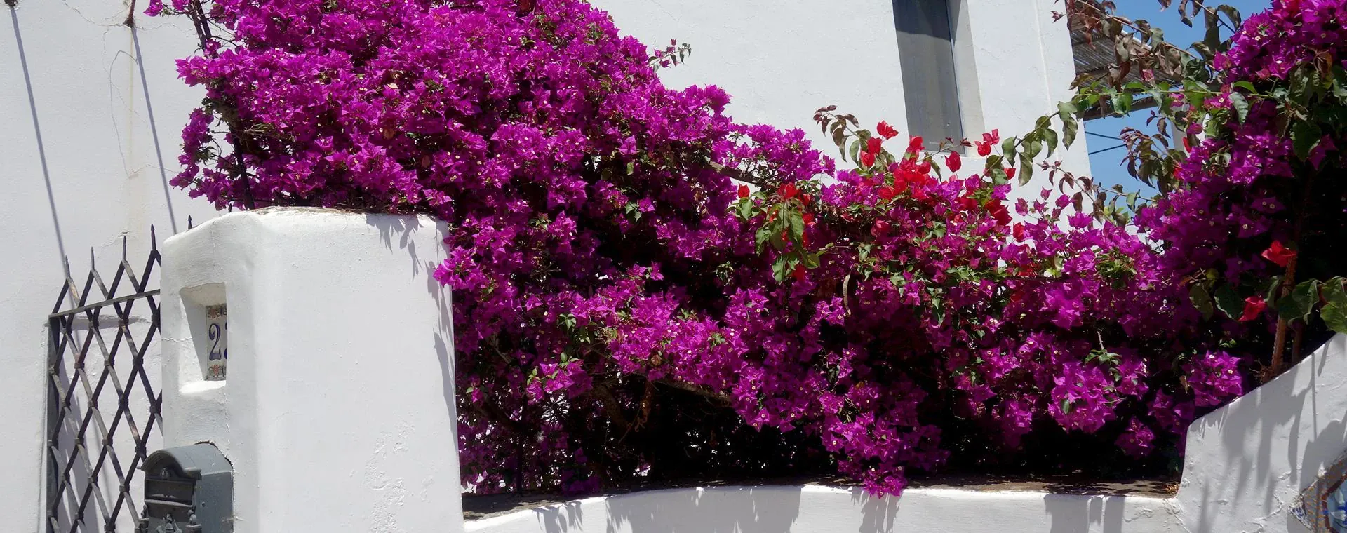 Bougainvillier Fleur Ile Panarea - Italie