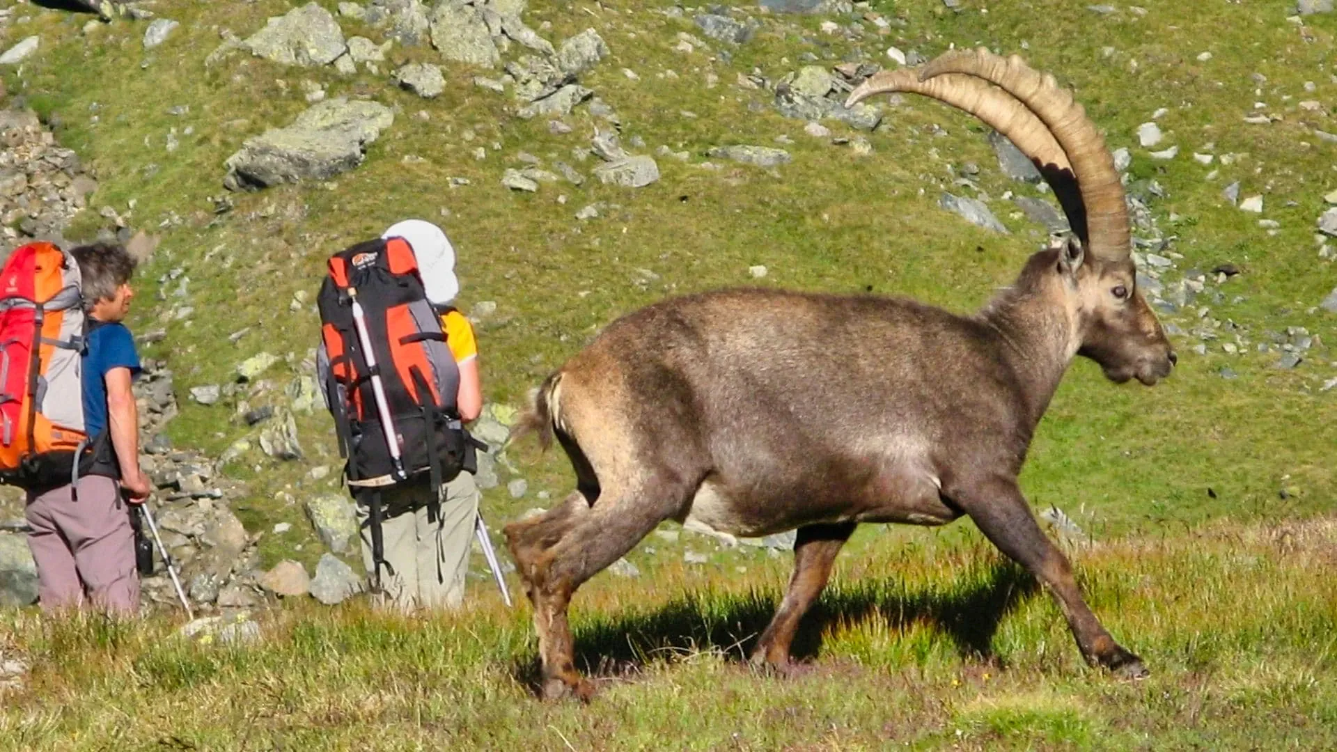 Bouquetin Des Alpes Dans Le Parc National Du Grand Paradis C Allibert Trekking - Alpes - Italie © Allibert Trekking