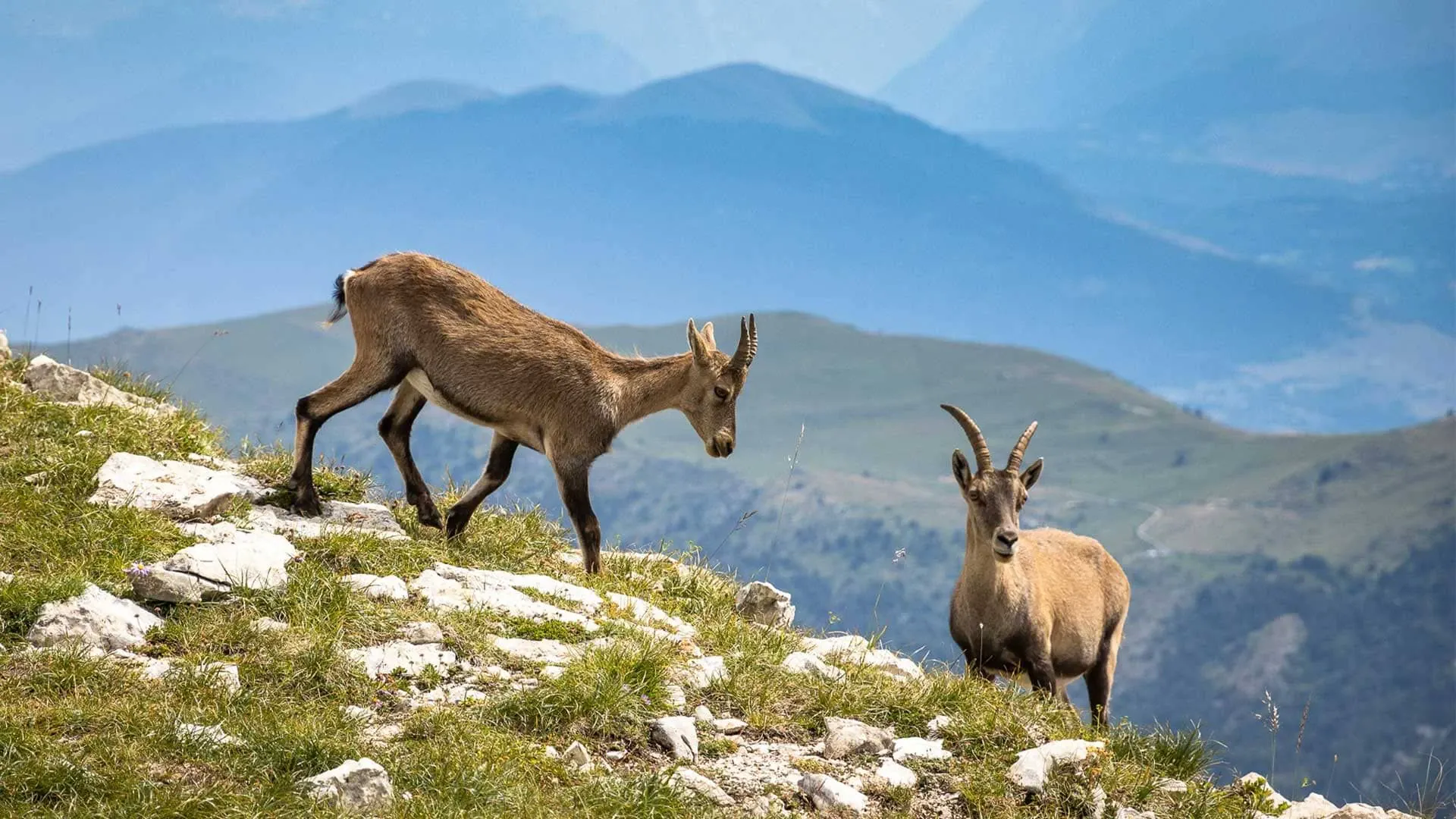 Bouquetins Vercors Cx. Argeles Randozone - Vercors - France