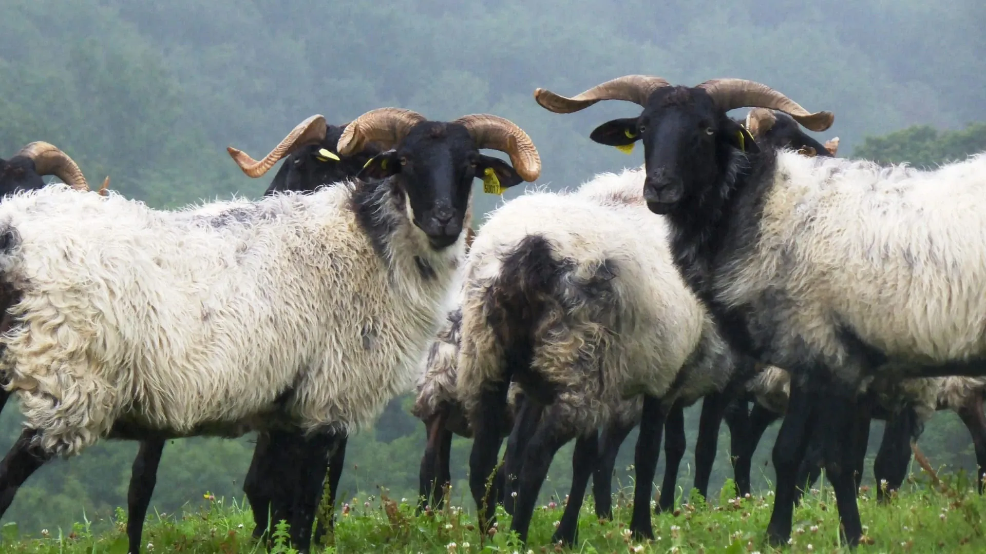 Brebis Pays Basque - France