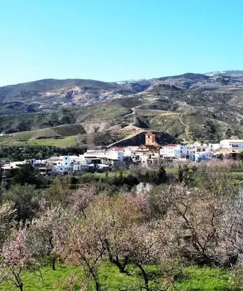 Cactus sur l'île de Tenerife - Canaries - Espagne