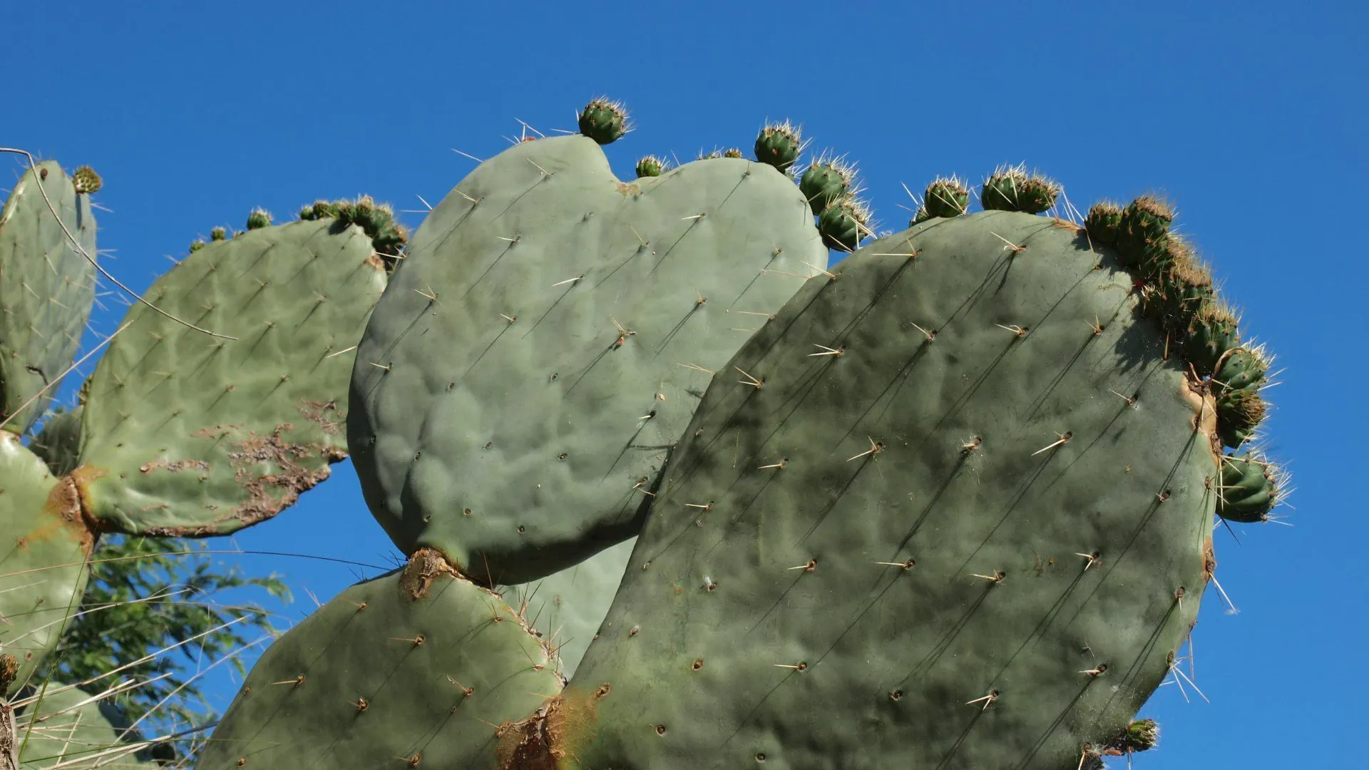Calanque sur la Corniche des Maures - Var - France