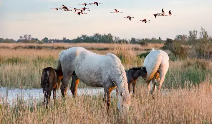 Chevaux et flamants roses en Camargue - France