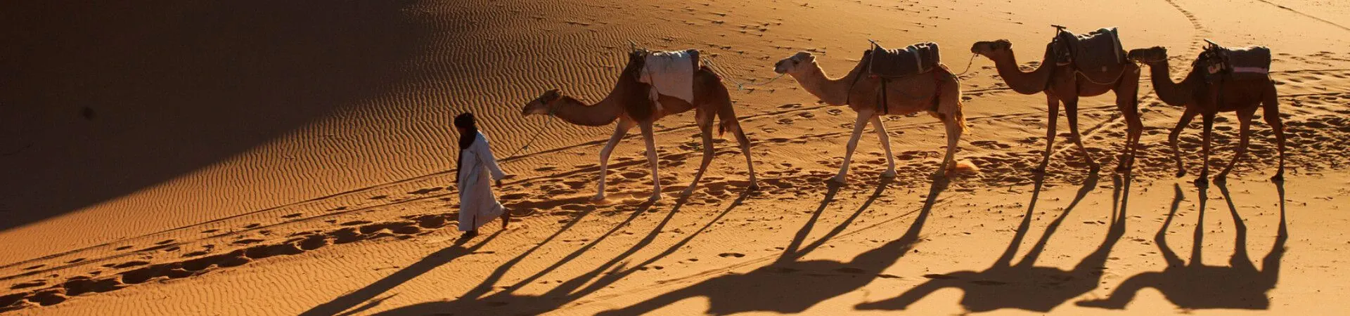 Caravane de dromadaires au coucher du soleil - Desert du Maroc