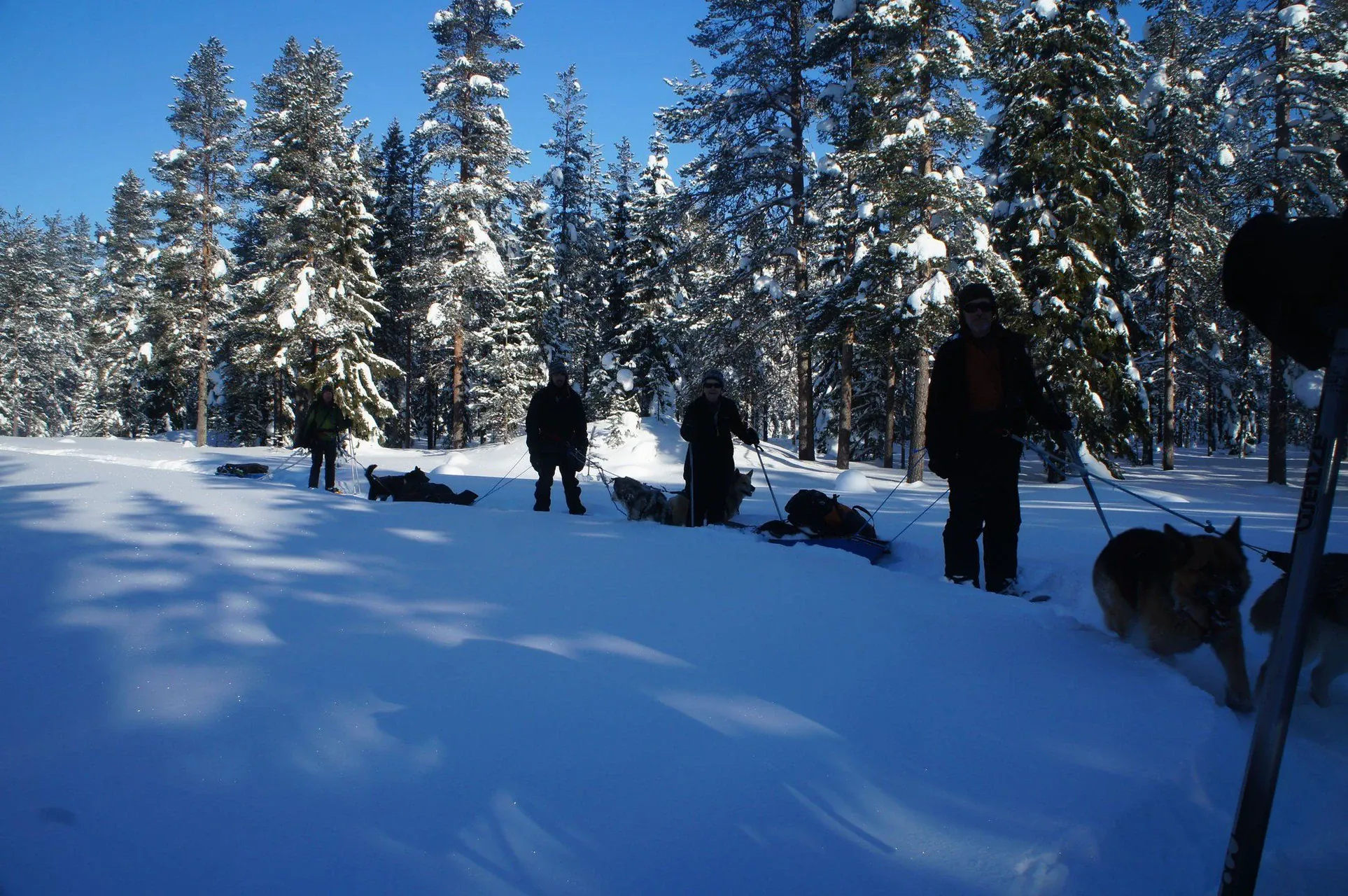 Cani Rando - Finlande