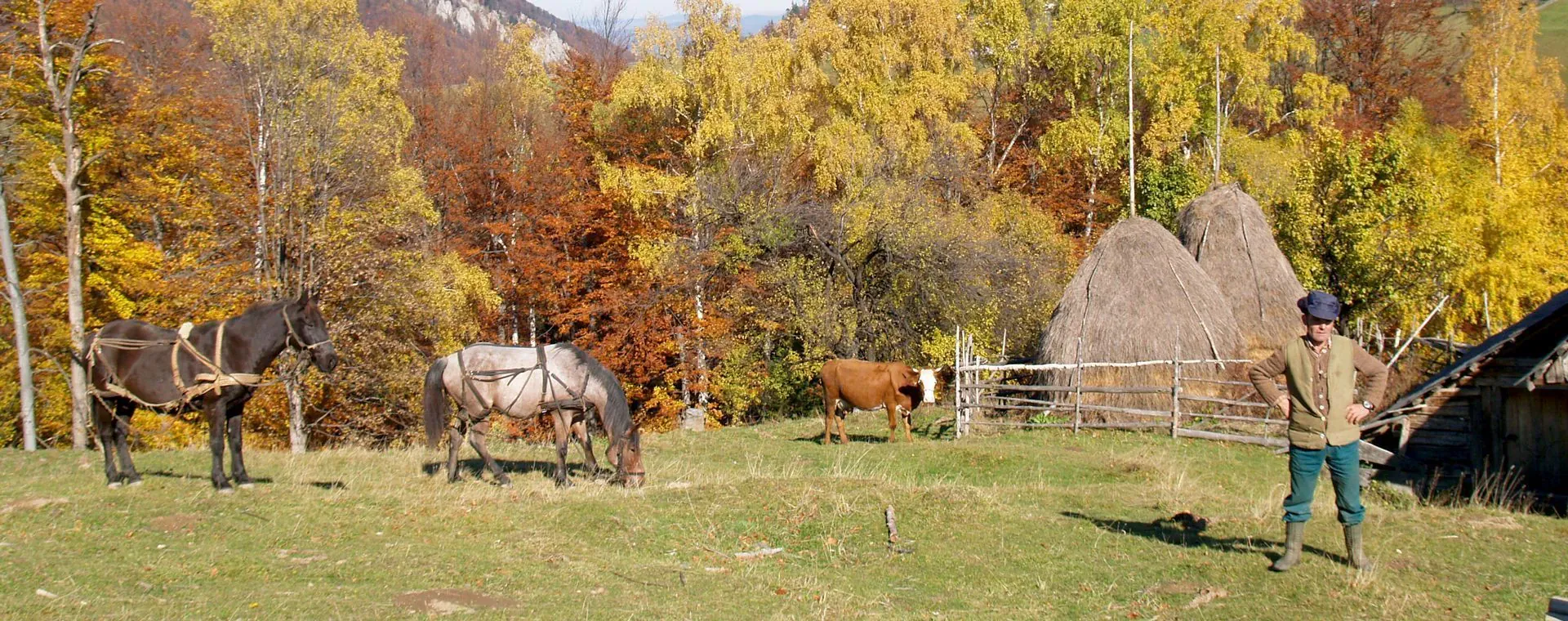 Foret des Carpates - Roumanie