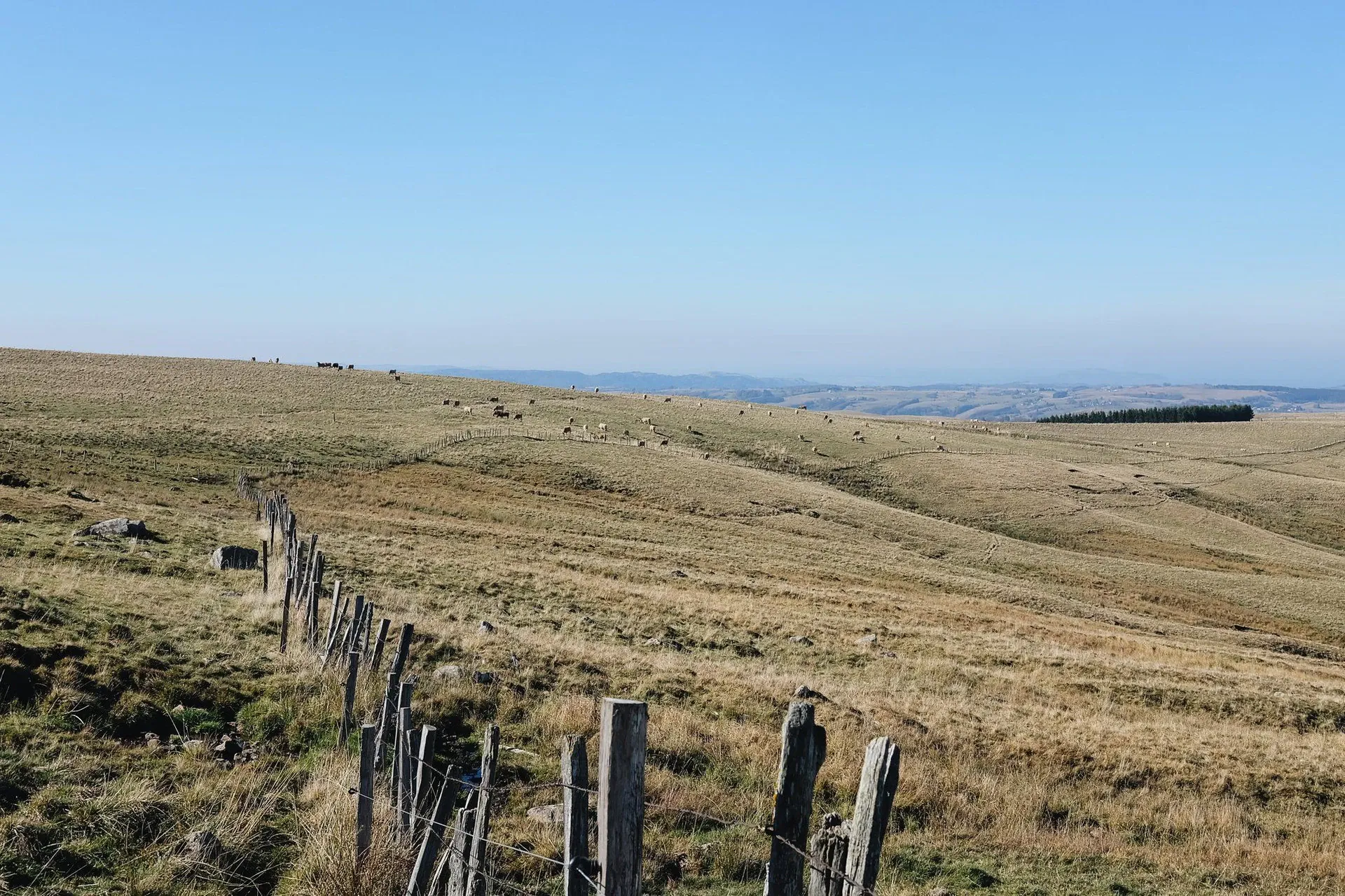Cézallier (4) © B. Courbin - France