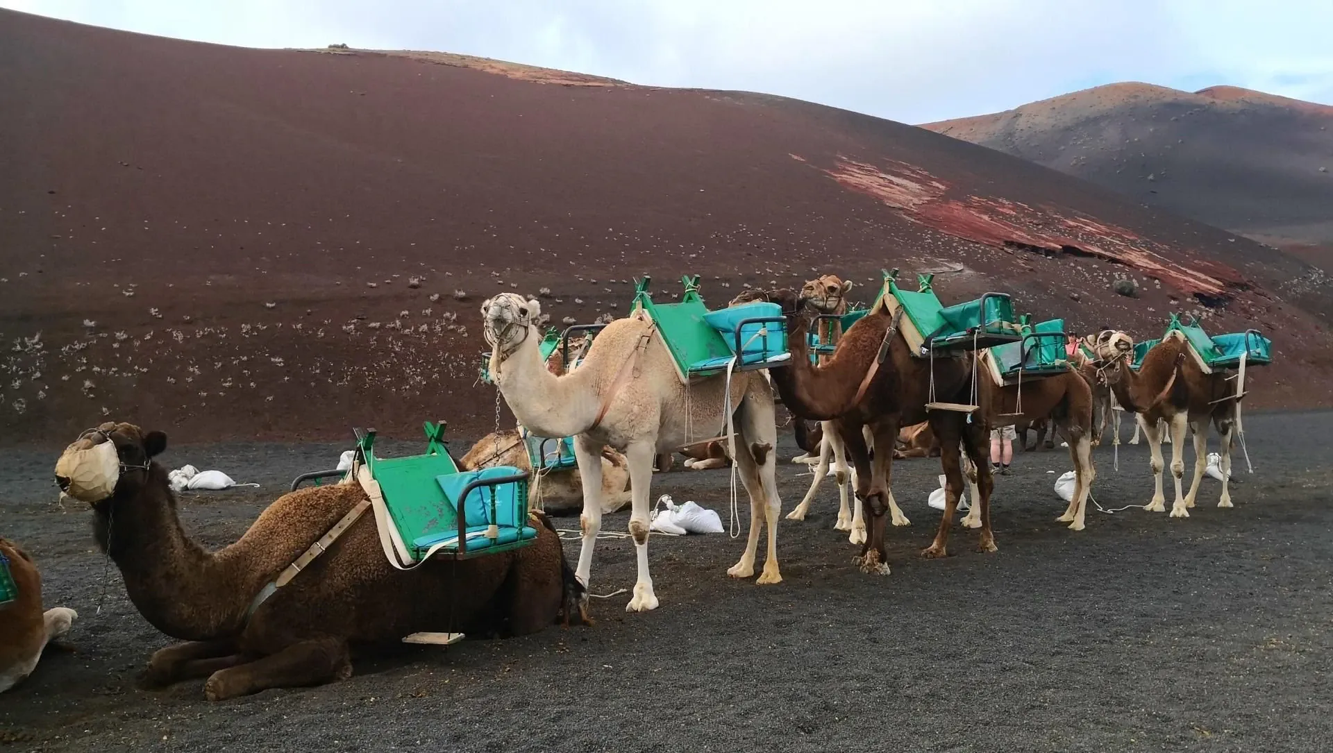 Chameaux A Lanzarote Iles Canaries Espagne C David Praire - Canaries © David Praire