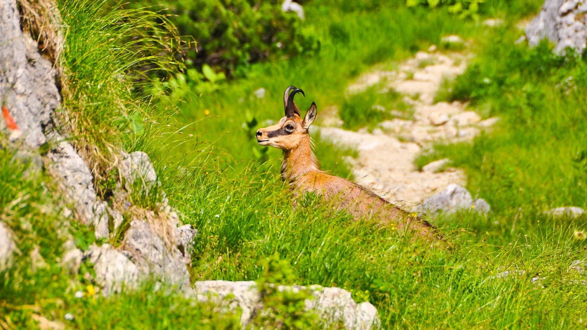 Chamois Bavaroise Johannes Braun - Alpes - Allemagne