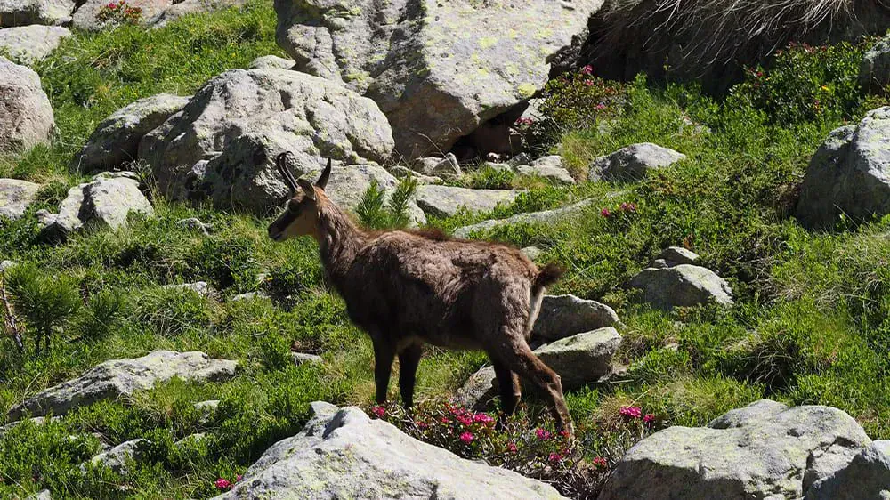 Chamois Dans La Montee Du Pas De Larpette - France