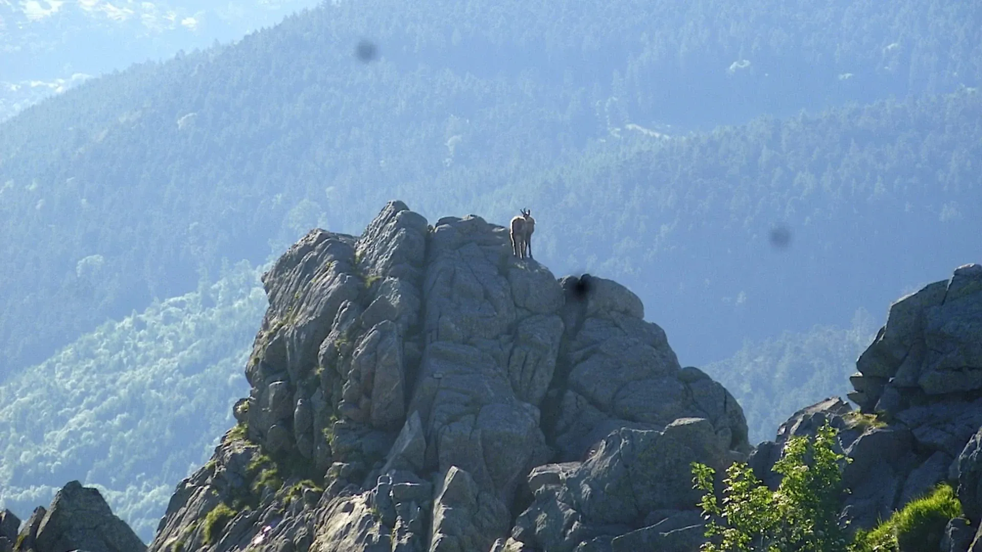 Chamois Dans Les Hautes Vosges C P Poulet - France © P Poulet