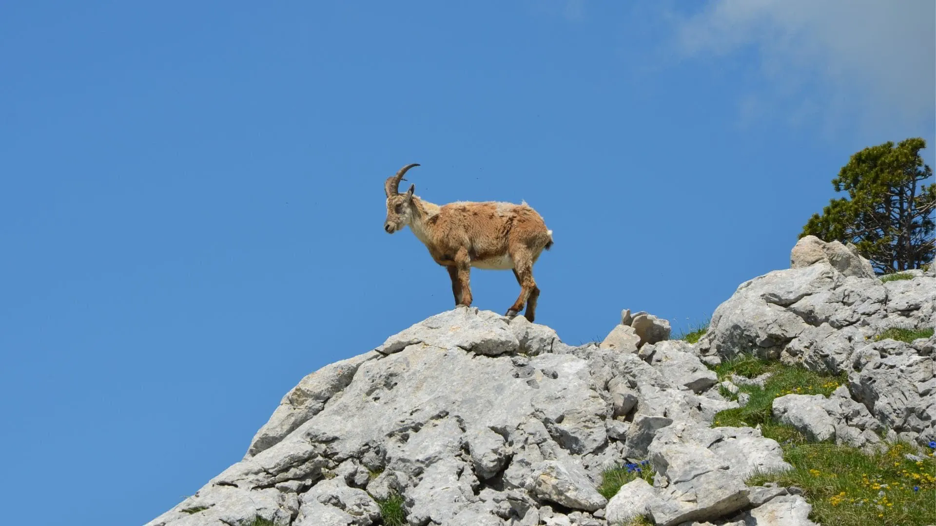 Chamois Des Alpes Hauts Plateaux Du Vercors France C Quentin Vanaker - Alpes © Quentin Vanaker