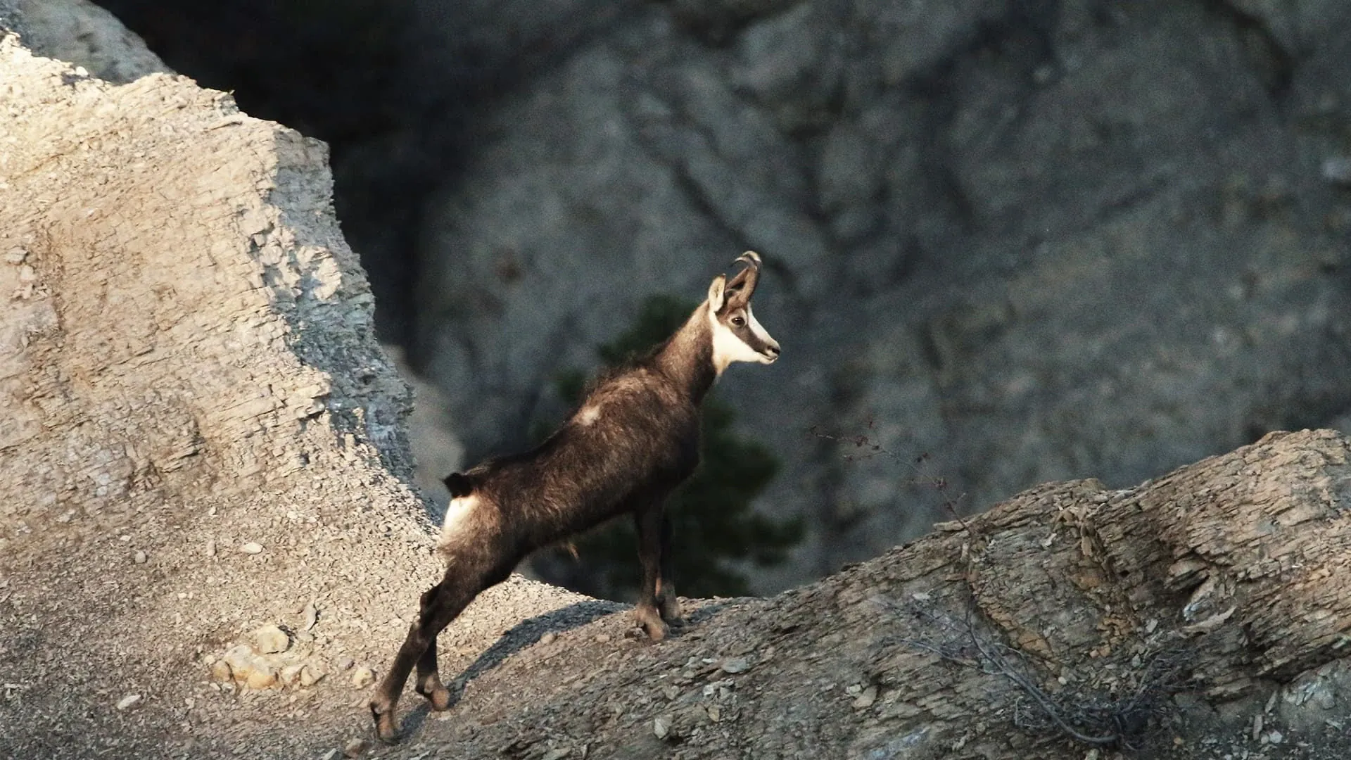 Chamois Devoluy C Damien Desbenoit - France