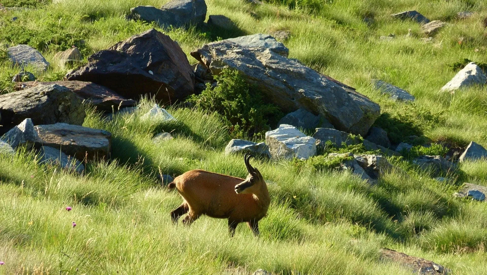 Chamois En Montagne C Helene Le Floch - Italie © Helene Le Floch