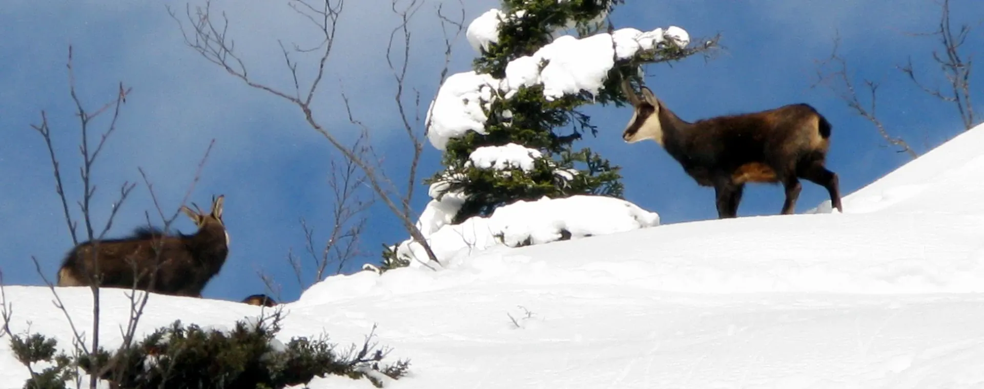 Chamois Vercors - Vercors - France