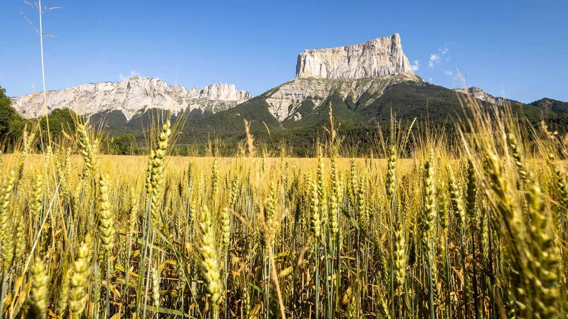 Champ Ble Vue Mont Aiguille X Argeles Randozone - France