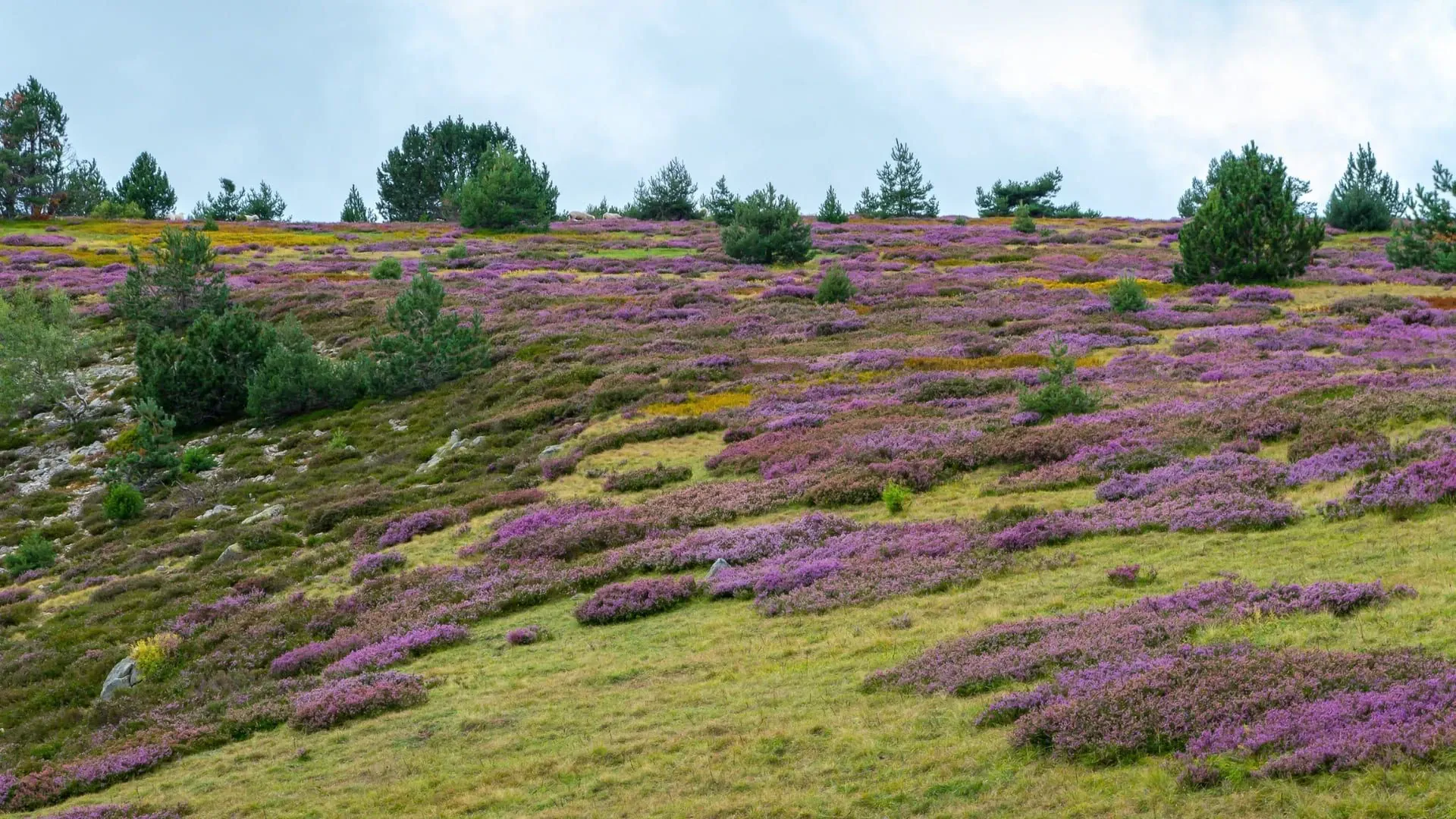 Champ De Bruyeres Sur Le Mont Lozere Adobestock - France