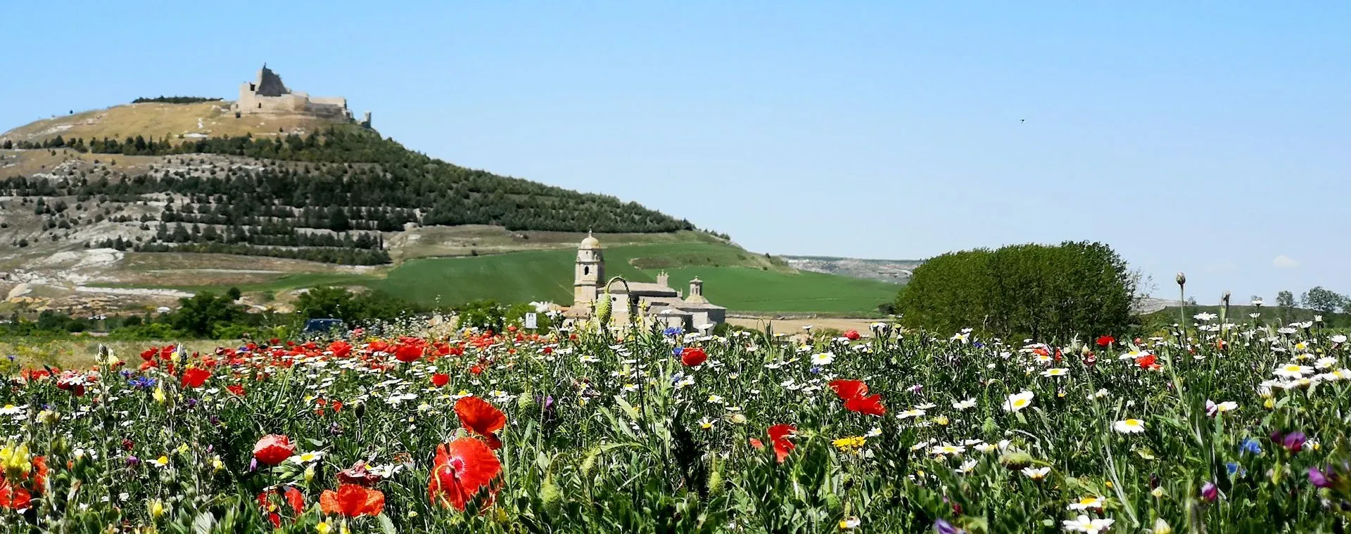 Champ Fleurs Devant Castrojeriz - Espagne