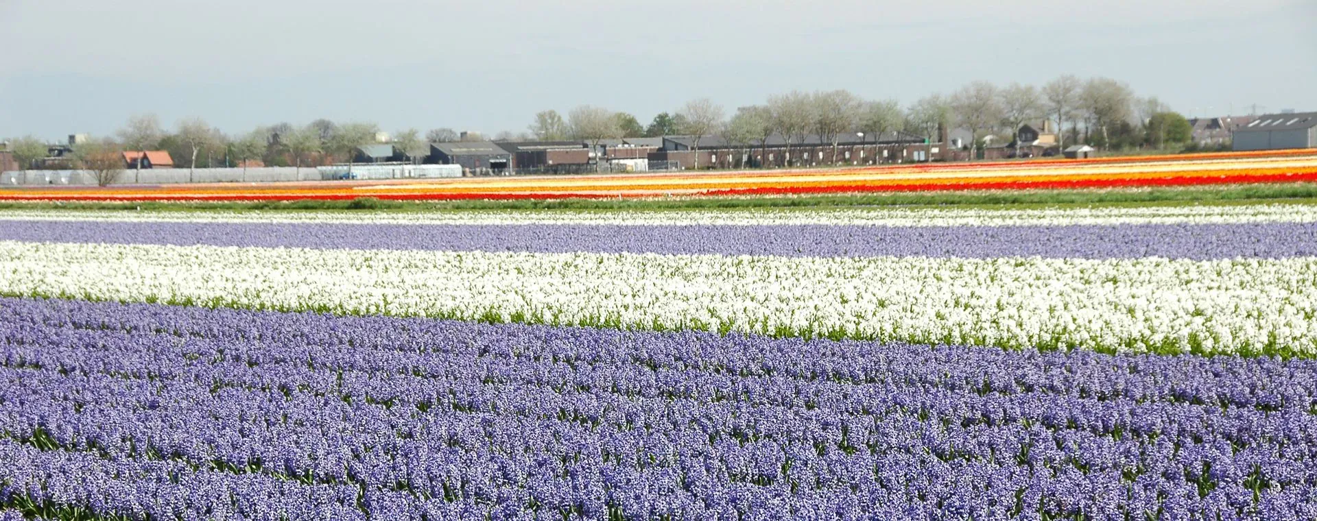 Champ Fleurs Multicolores Hollande - Pays-Bas
