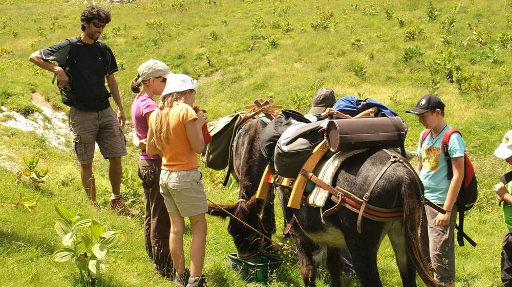 Chartreuse Famille Ane - Chartreuse - France