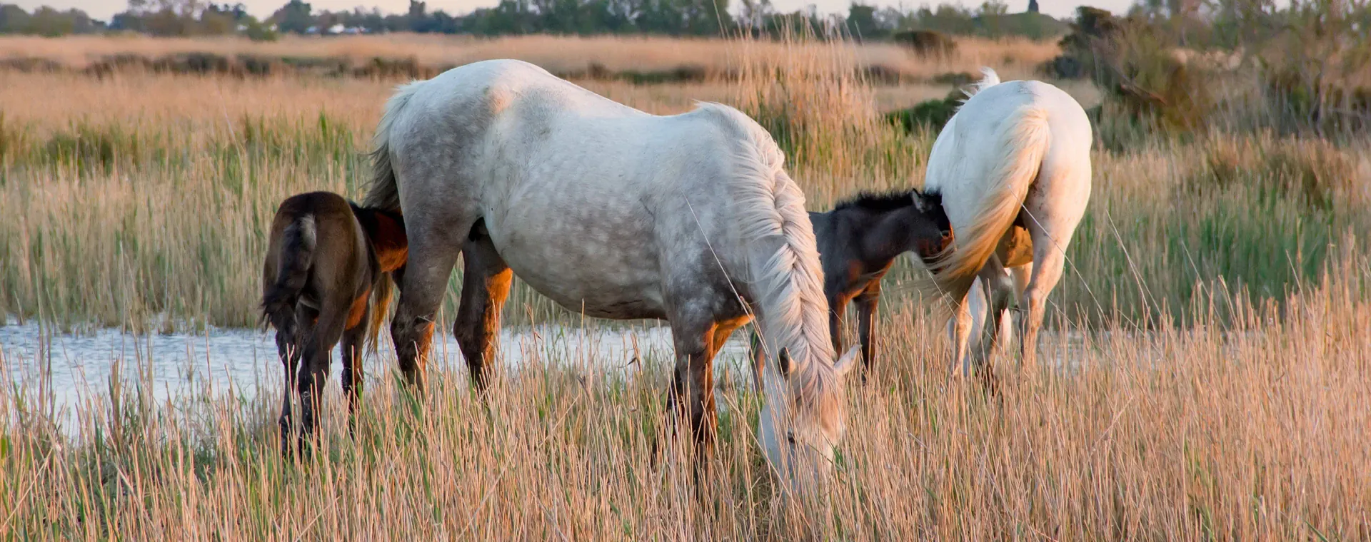 Chevaux De La Camargue - France