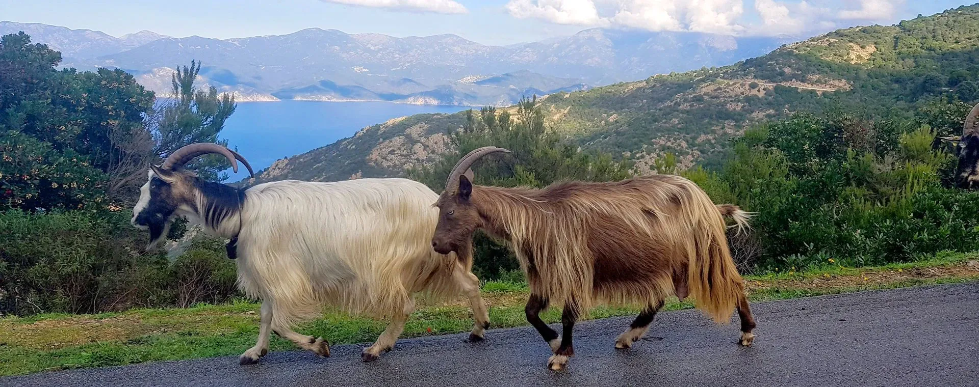 Chevres Corse - Corse - France
