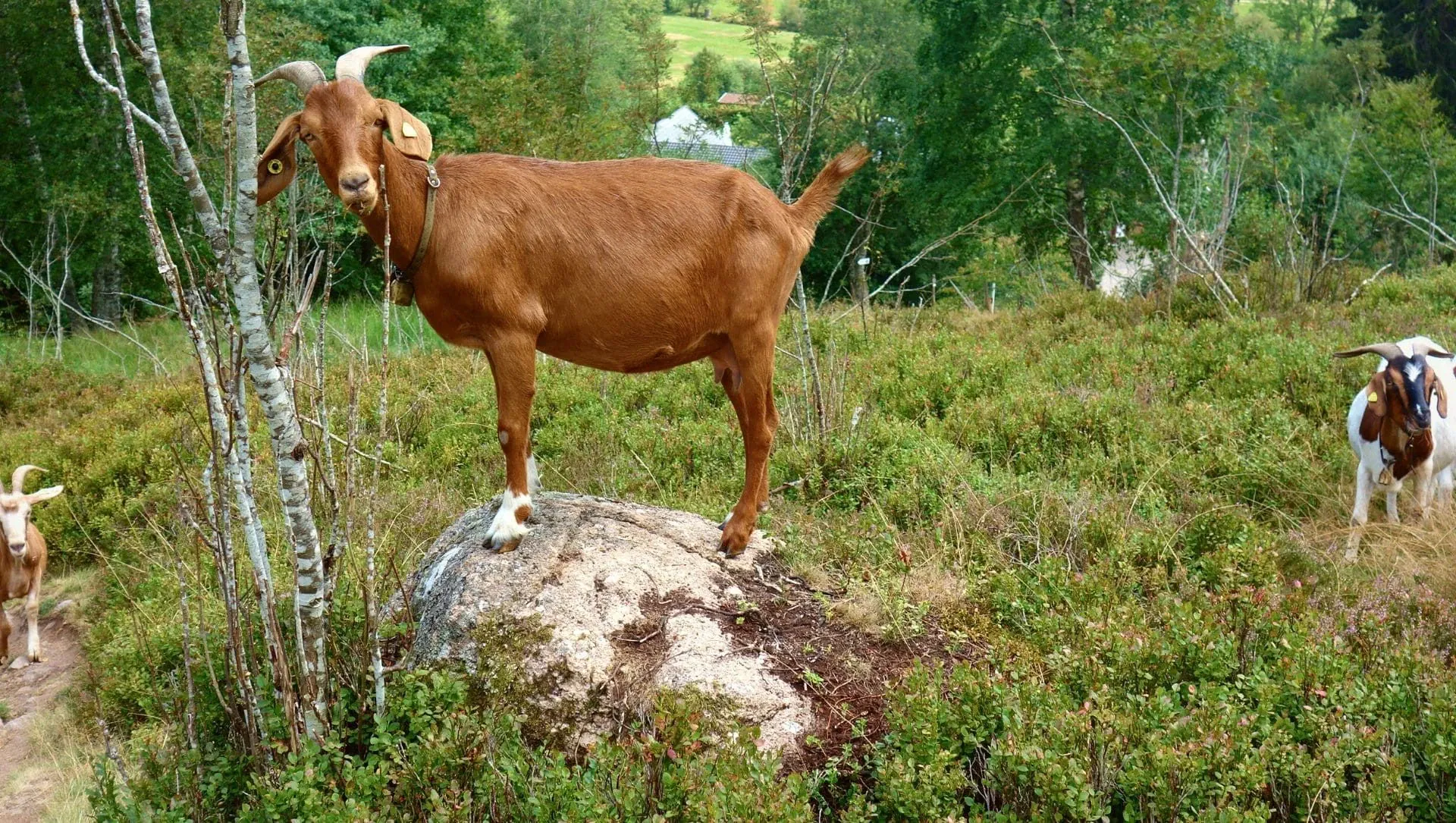 Chevres Foret Noire C Raymond Chabanier - Allemagne © Raymond Chabanier
