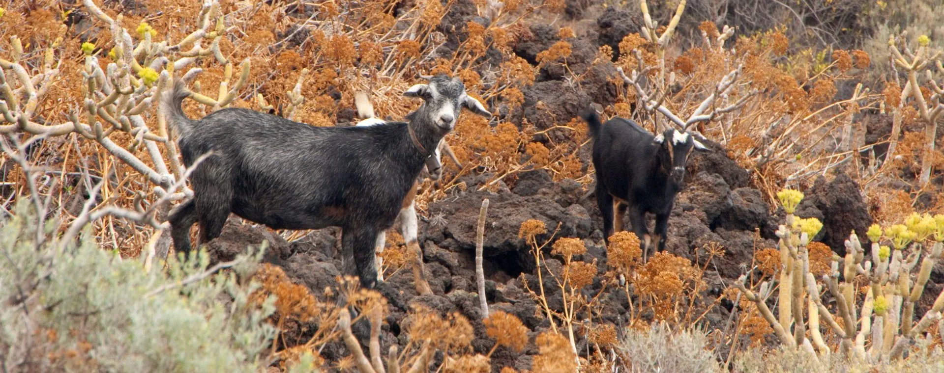 Chevres Ile El Hierro - Espagne