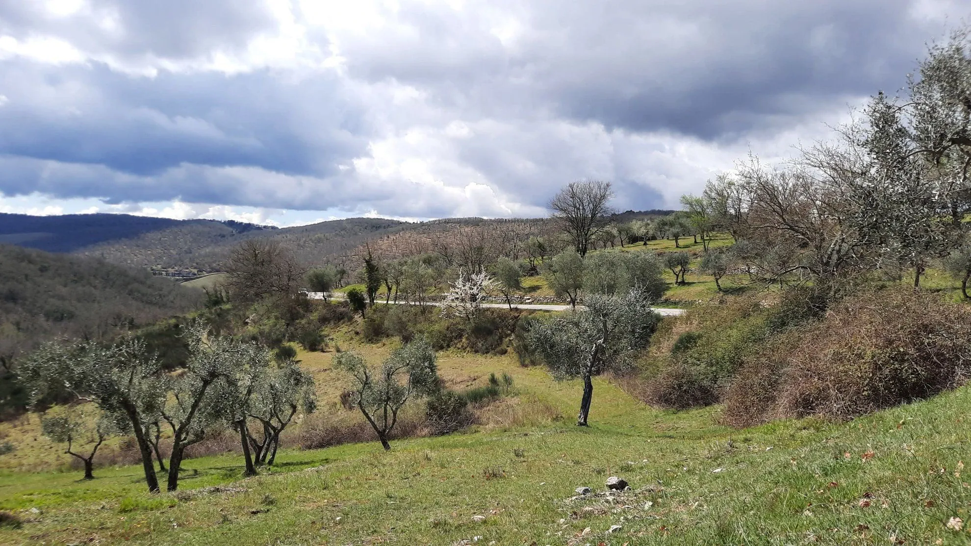 Vignobles du Chianti en Toscane - Italie