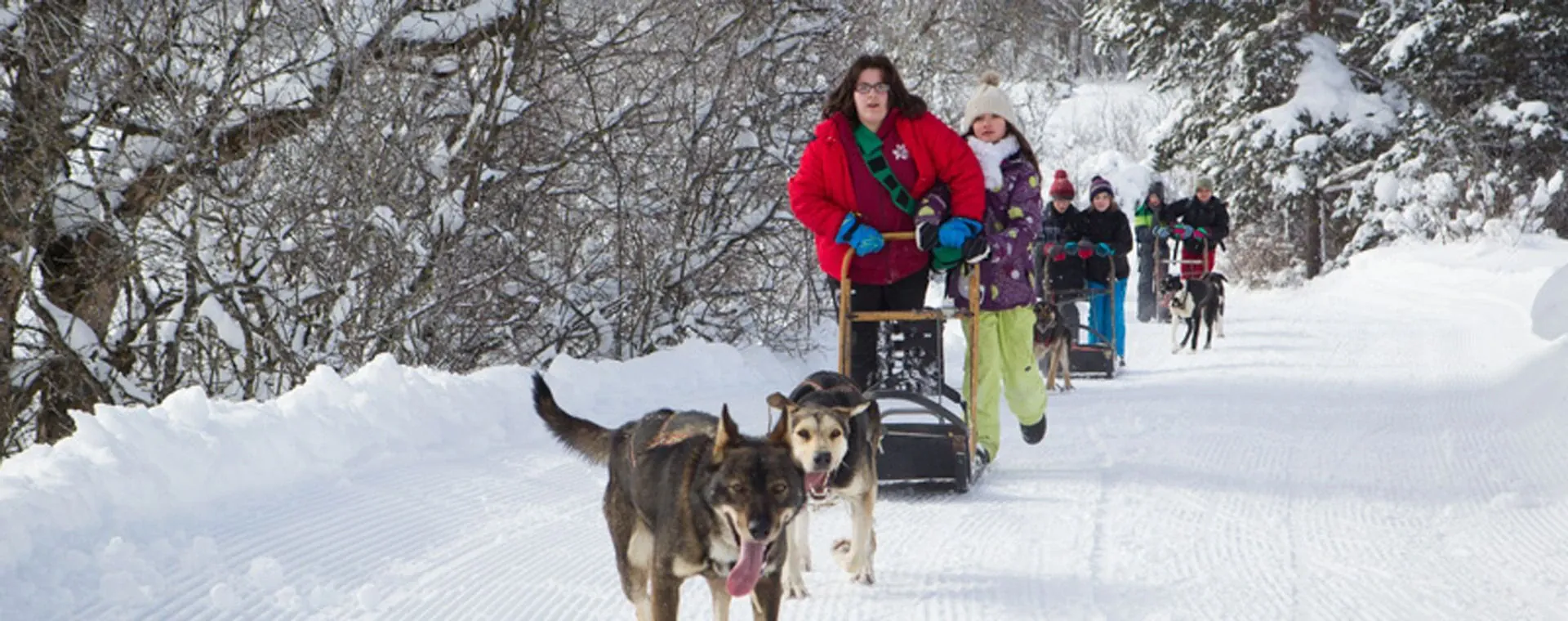 Chiens Traineaux Parc Naturel Vercors - Vercors - France