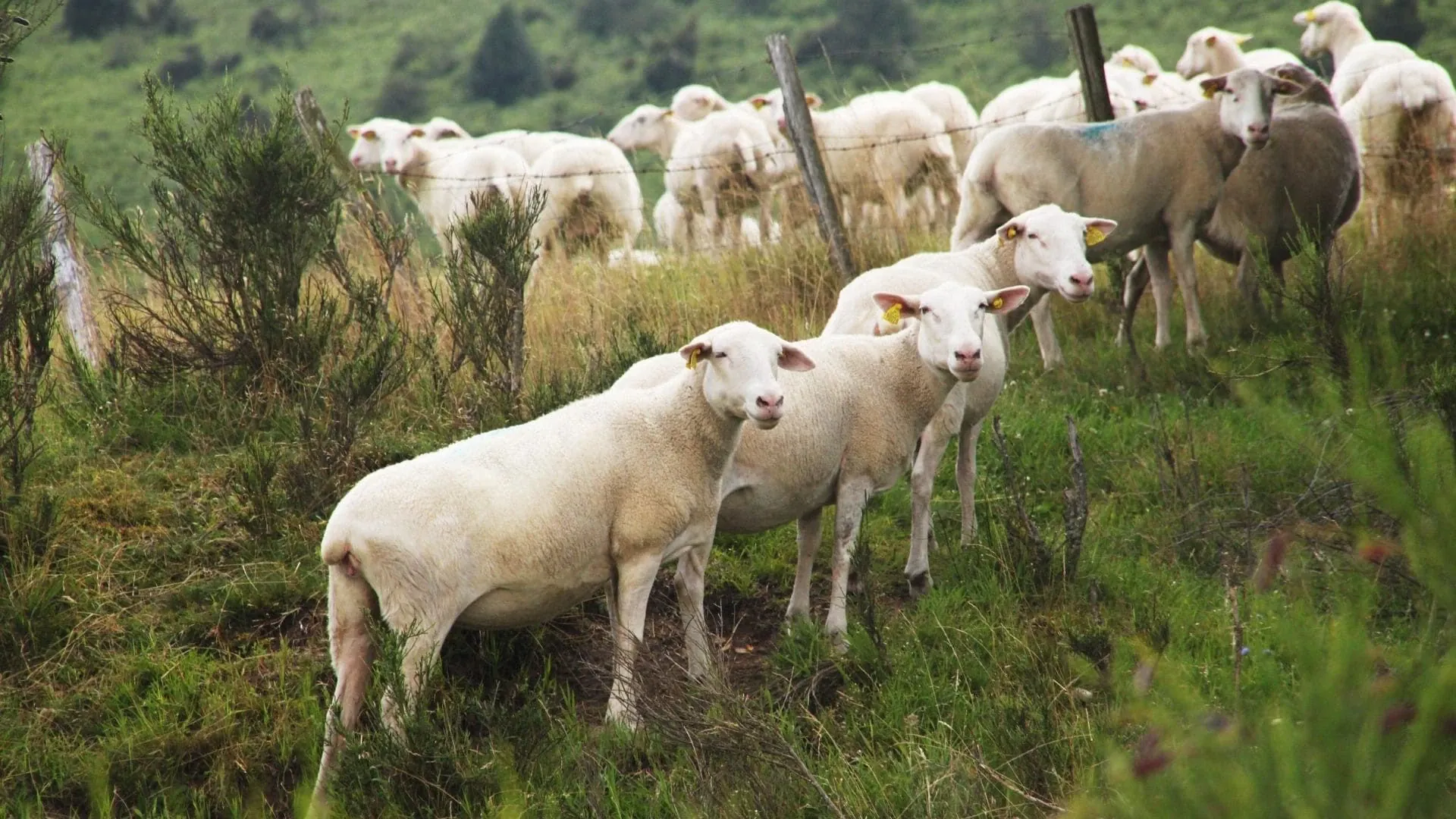 Guillemots de Troïl au Cap Fréhel - Bretagne - France