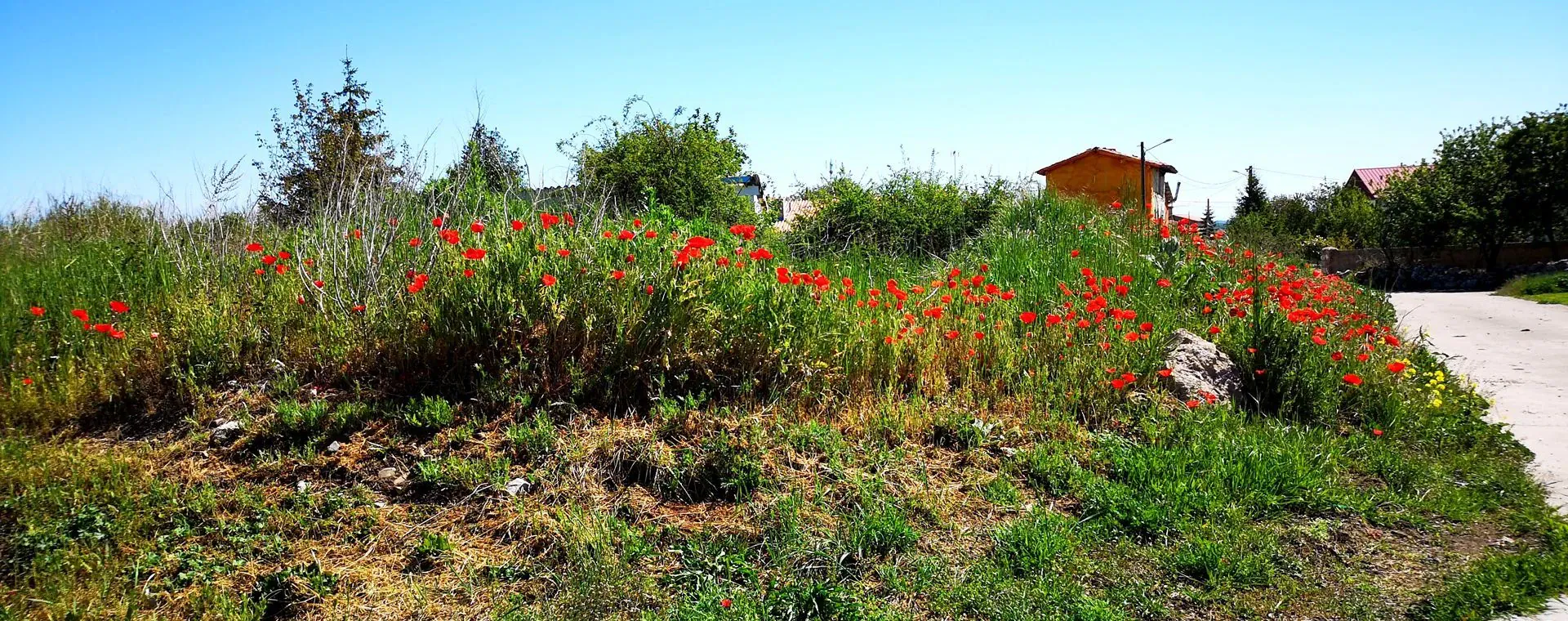 Coquelicots Espinosa Del Camino - Espagne