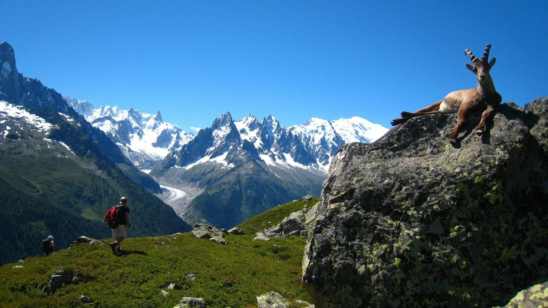 Linaigrettes en fleurs face au Mont-Blanc - Alpes - France