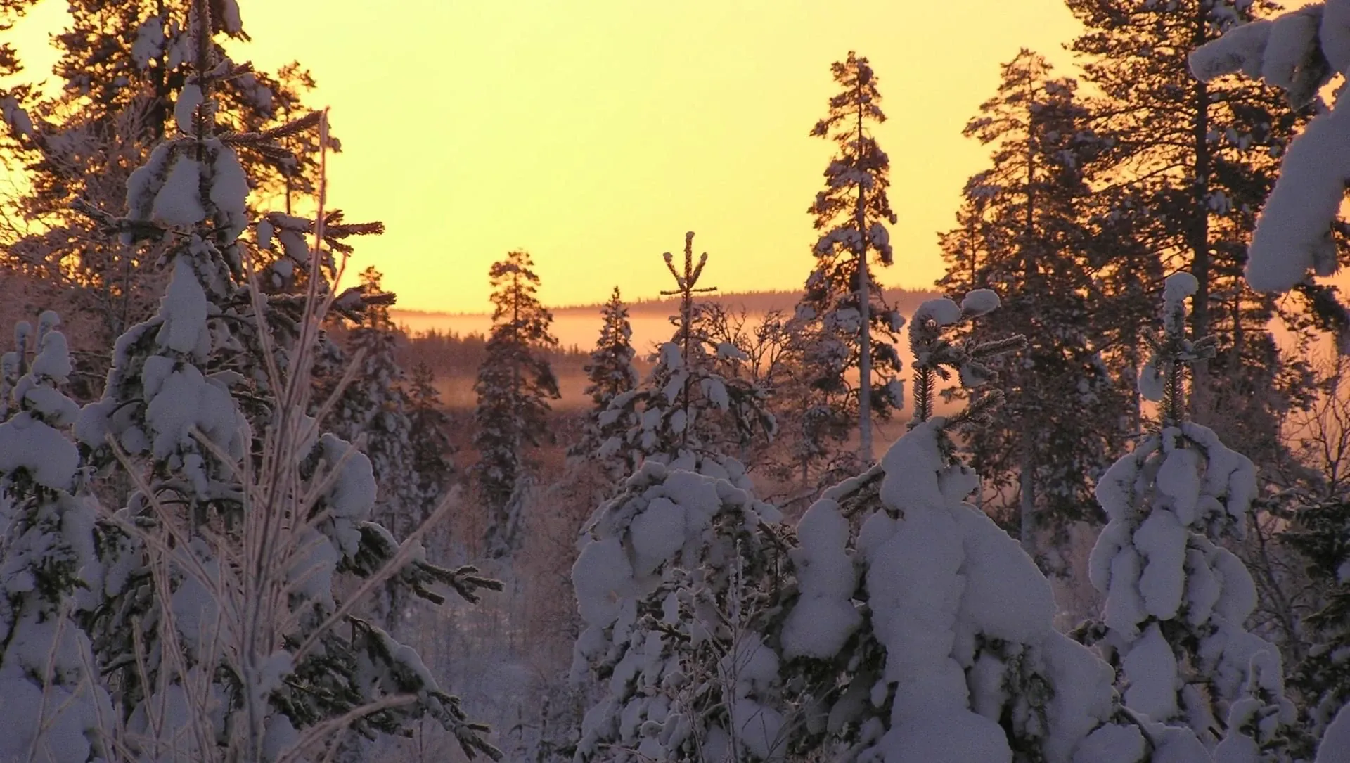 Coucher De Soleil Dore Sur La Taiga En - Finlande