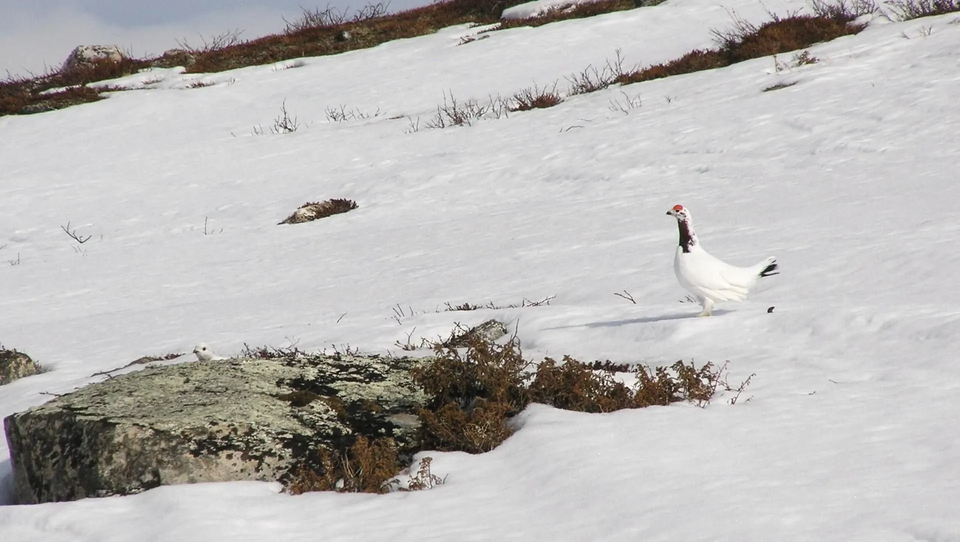Couple De Perdrix Blanche En - Finlande