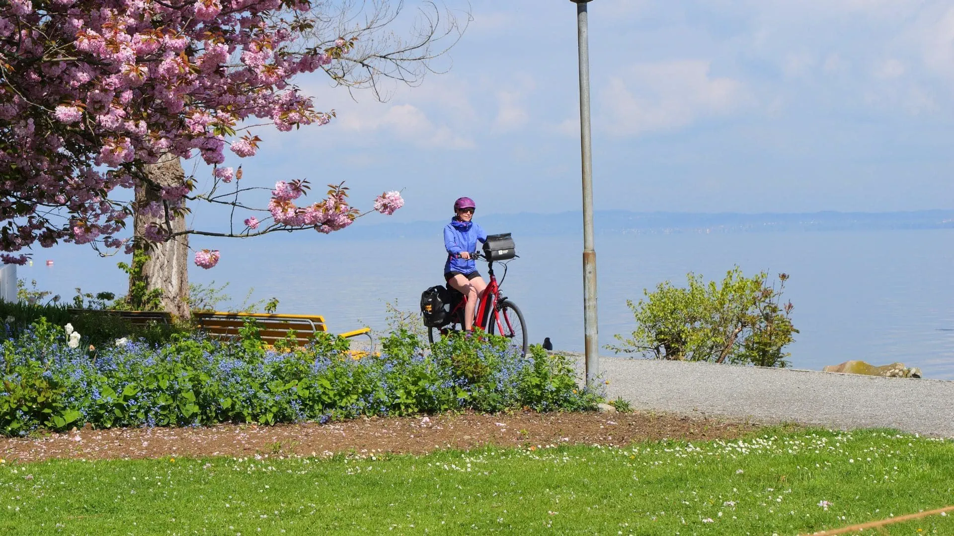 Velo Entre Lac Et Cerisiers En Fleur C David Praire - Allemagne © David Praire