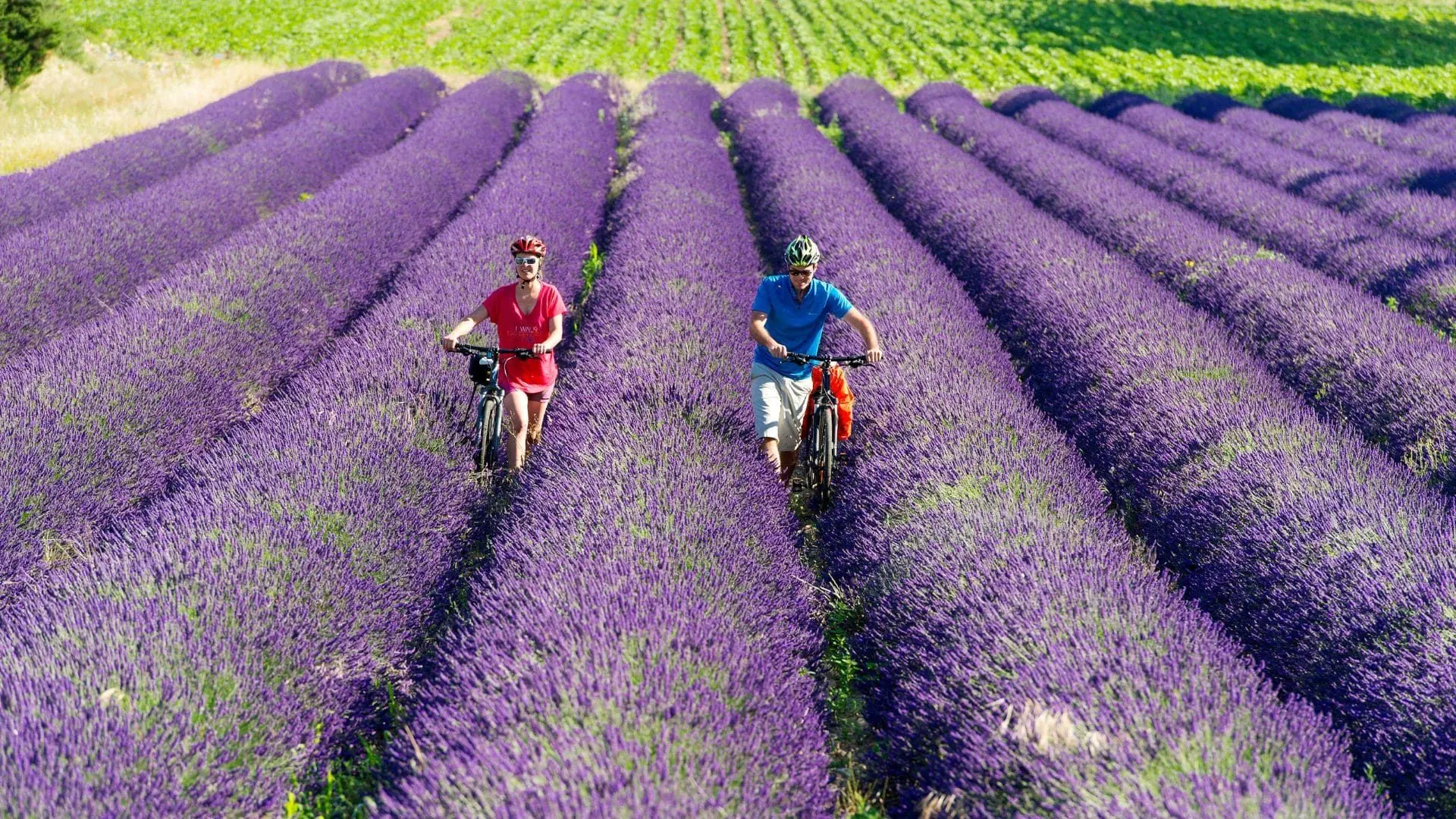 Cyclistes Dans Un Champ De Lavande Provence Alpes Cote Dazur - Provence - France
