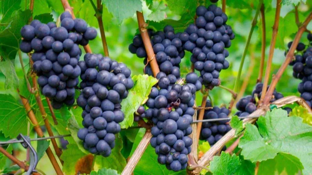 Cyclistes dans les vignobles - Lac de Constance - Allemagne