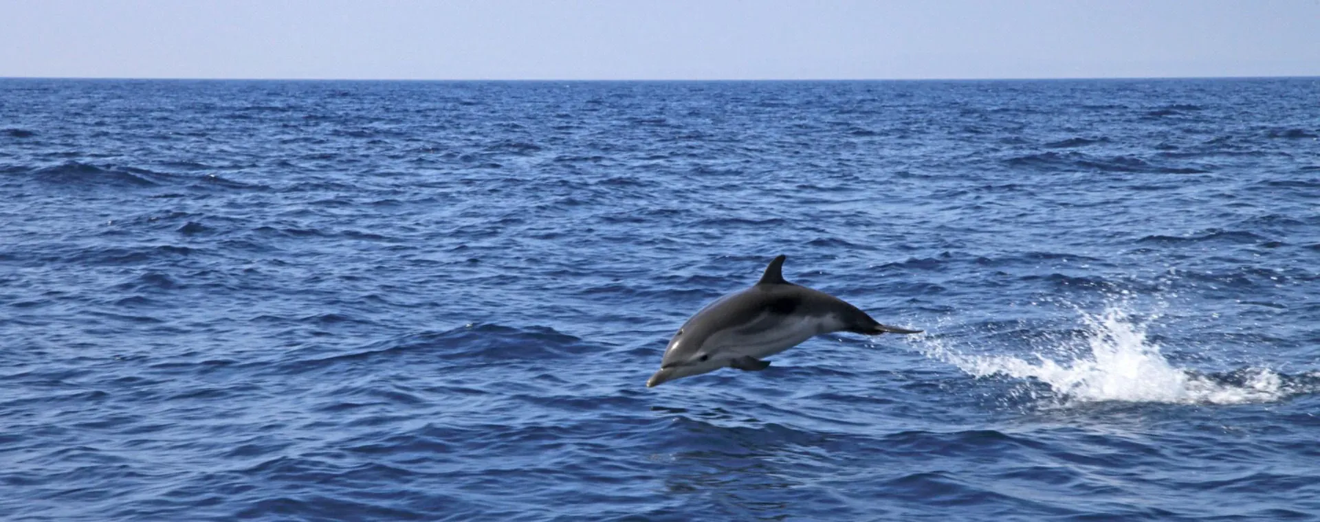 Dauphin Hyeres - France