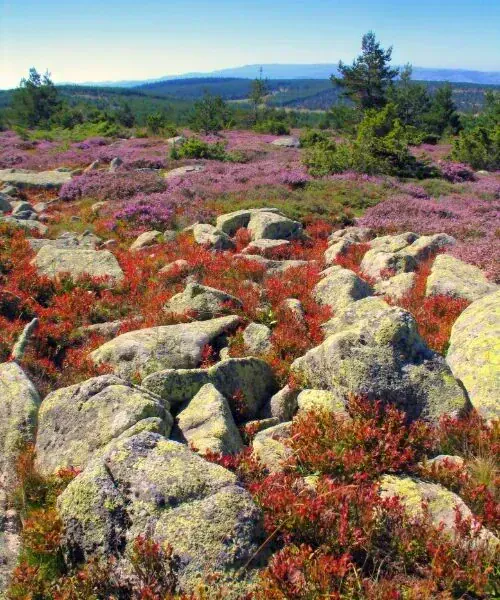 Descente Du Mont Lozere