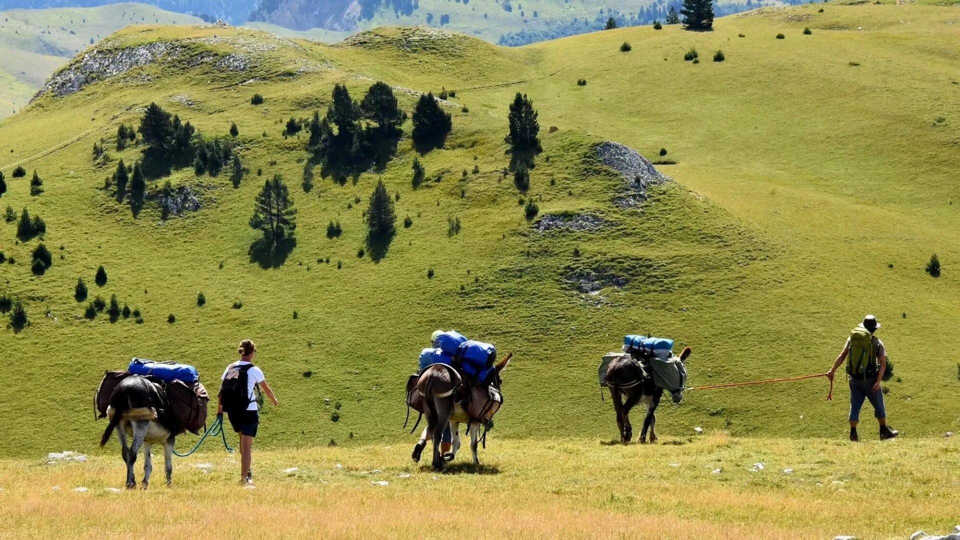 Deux Anes Avec Deux Voyageurs - France